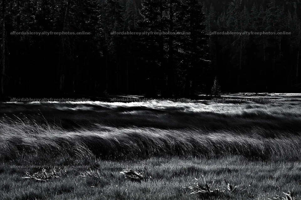 Pine forest meadow with tall grass and scattered trees – royalty-free photos 9722x6480