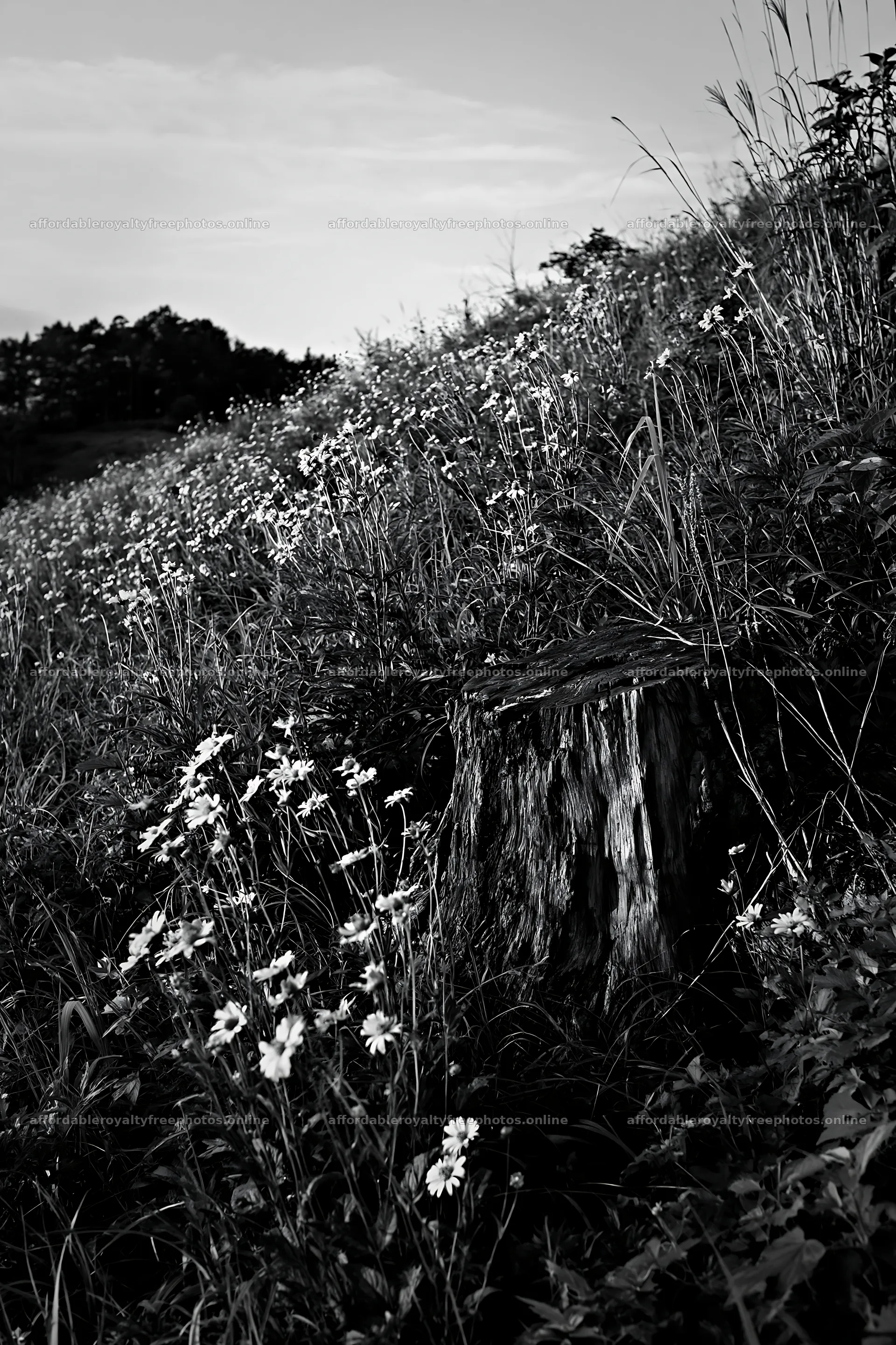 Fukushima native meadow with weathered stump – royalty-free photos 6480x9722