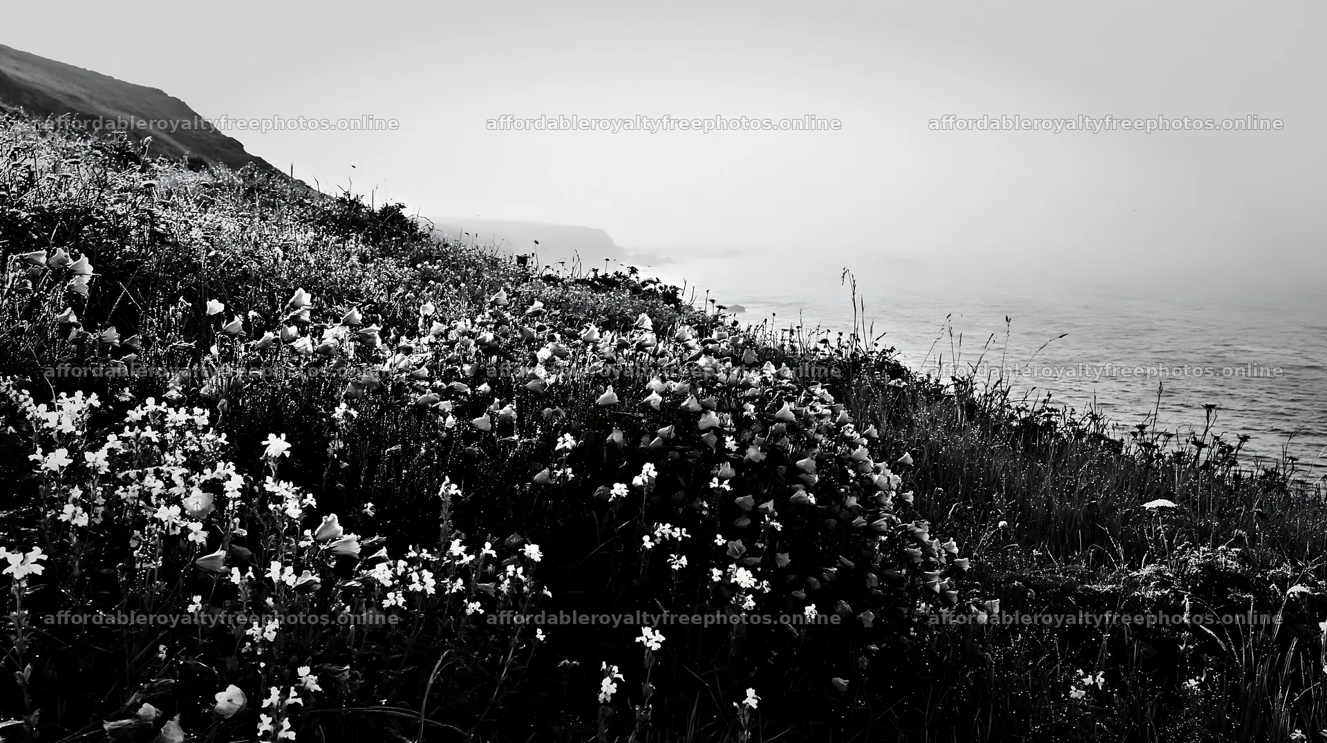 Coastal cliff meadow with flowers near the ocean – royalty-free photos 10608x5938