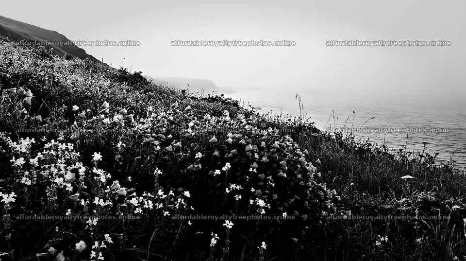Coastal cliff meadow with flowers near the ocean – royalty-free photos 10608x5938