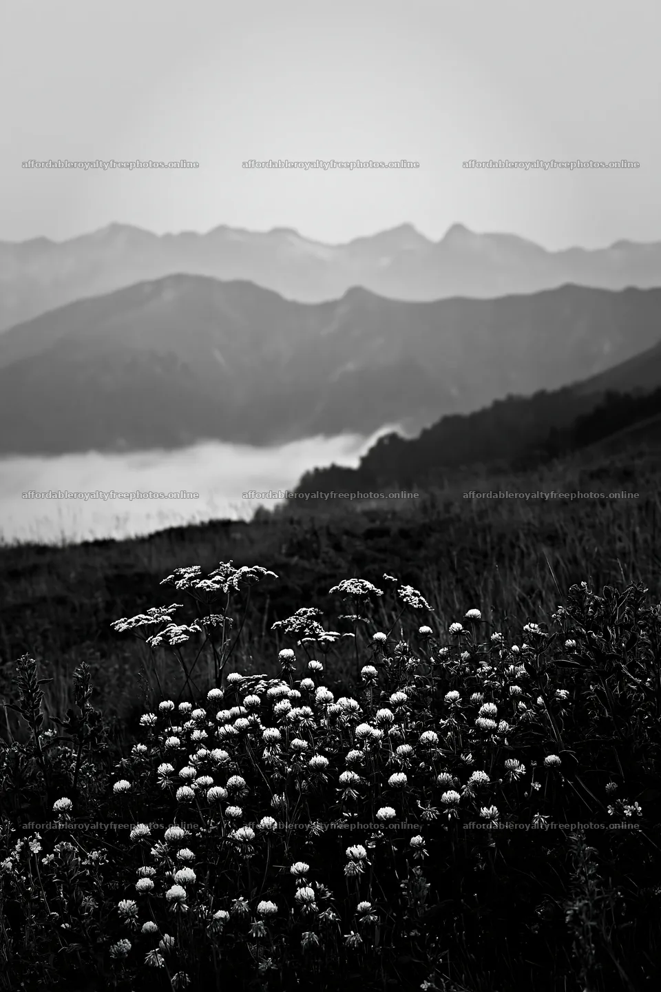 Clover speedwell meadow with mountains and mist in the – royalty-free photos 6480x9722