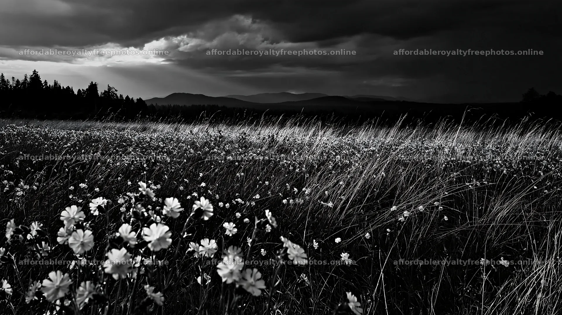 Pink campion meadow under a dark sky in a natural setting – royalty-free photos 10608x5938