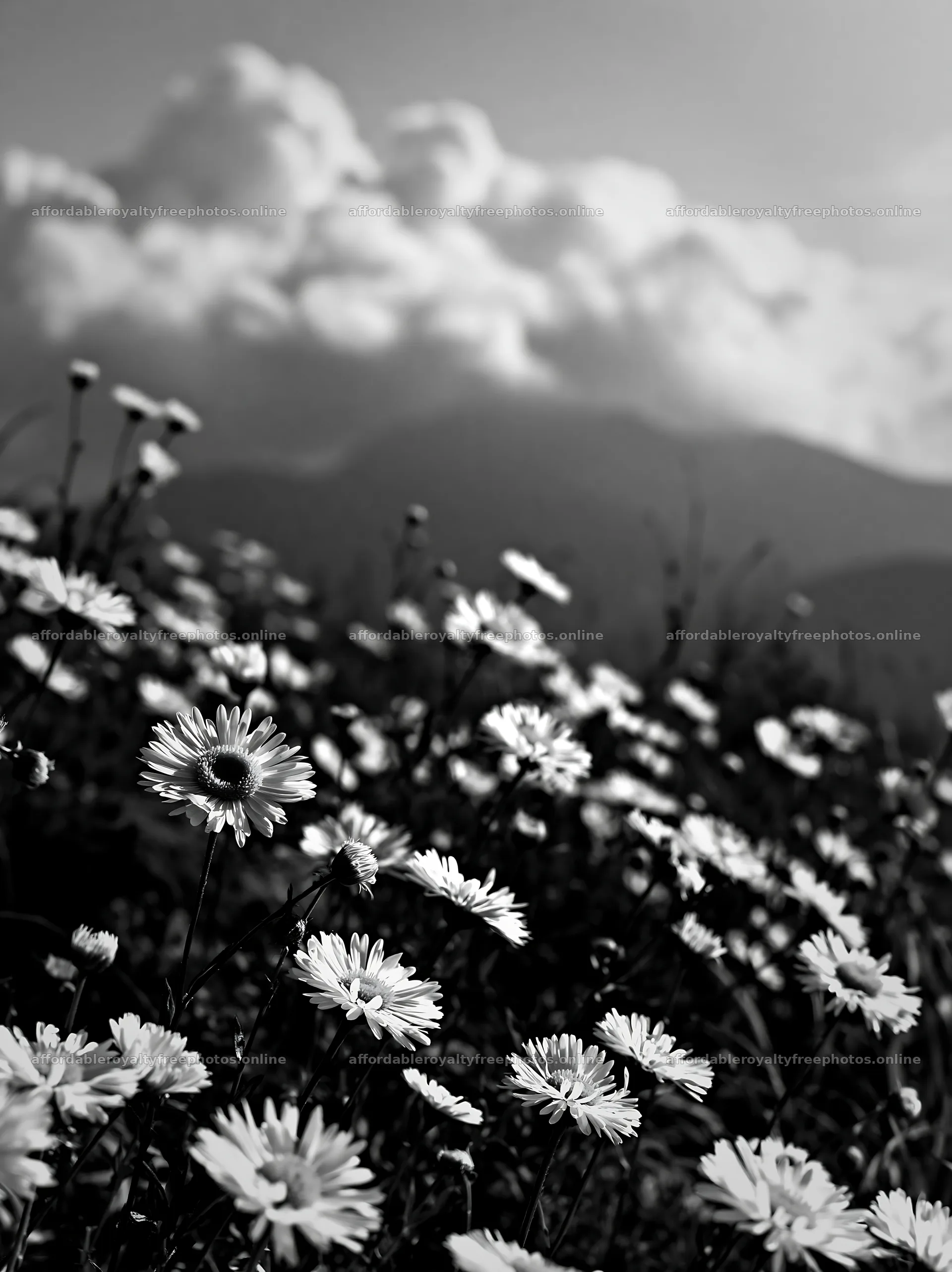 Oita highland meadow with granite stones and flowers – royalty-free photos 6866x9174