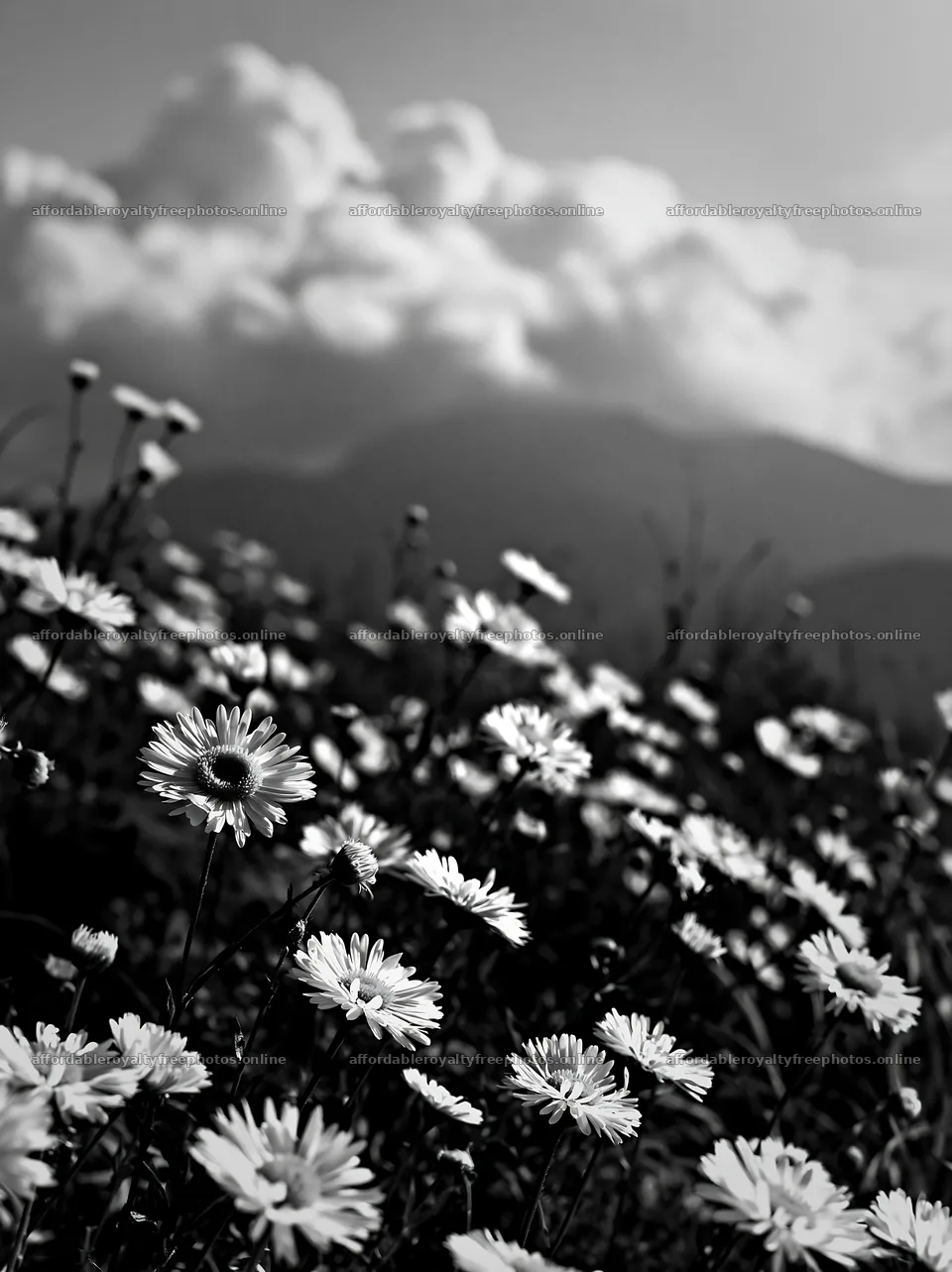 Oita highland meadow with granite stones and flowers – royalty-free photos 6866x9174