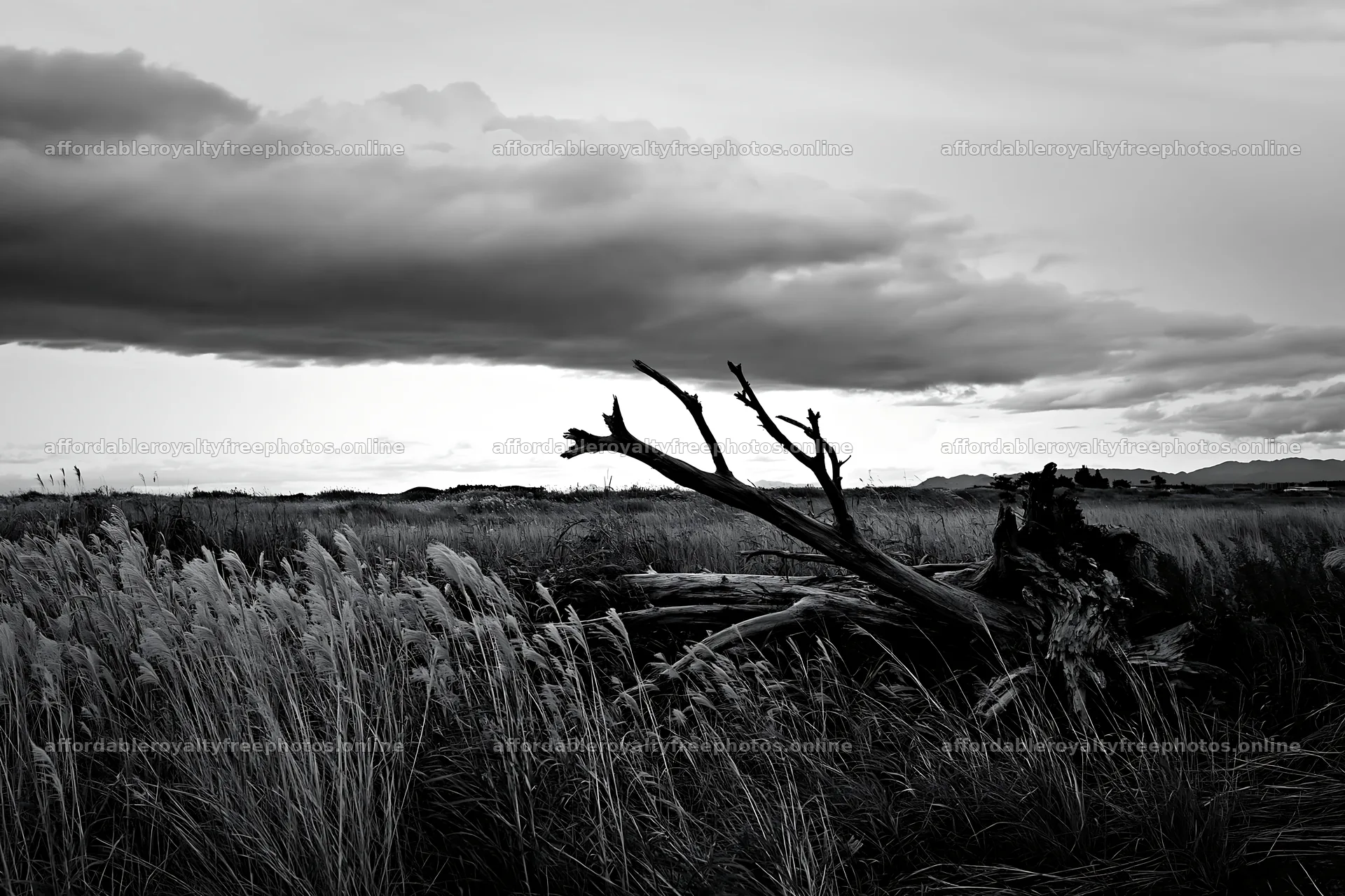 Ishikawa coastal meadow storm washed driftwood in – royalty-free photos 9722x6480