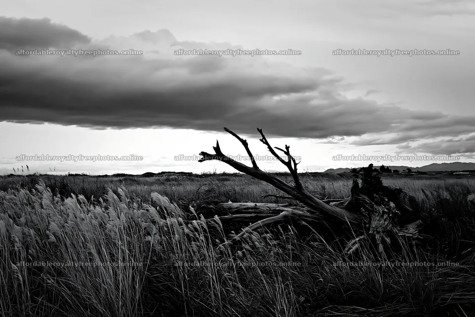 Ishikawa coastal meadow storm washed driftwood in – royalty-free photos 9722x6480