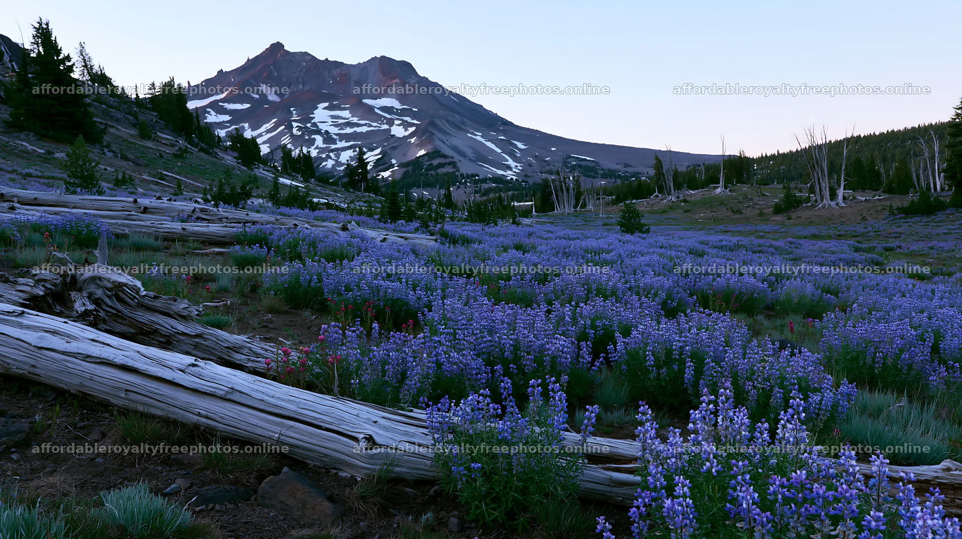 Weathered log meadow with purple flowers and mountain – royalty-free photos 10608x5938