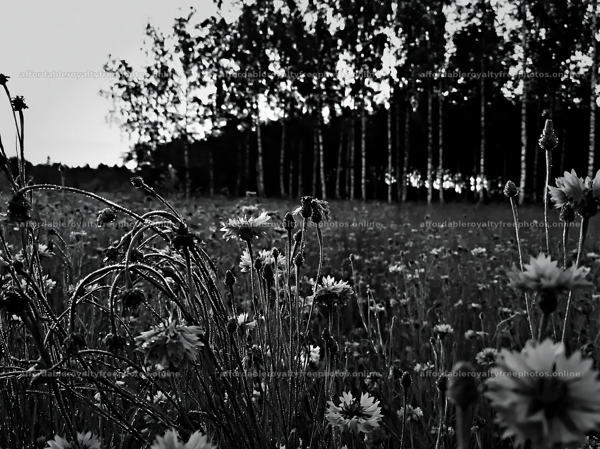 Cornflower meadow in black and white during late – royalty-free photos 9174x6866