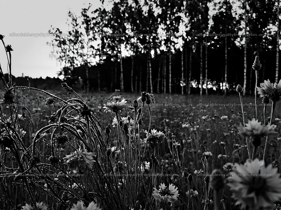 Cornflower meadow in black and white during late – royalty-free photos 9174x6866