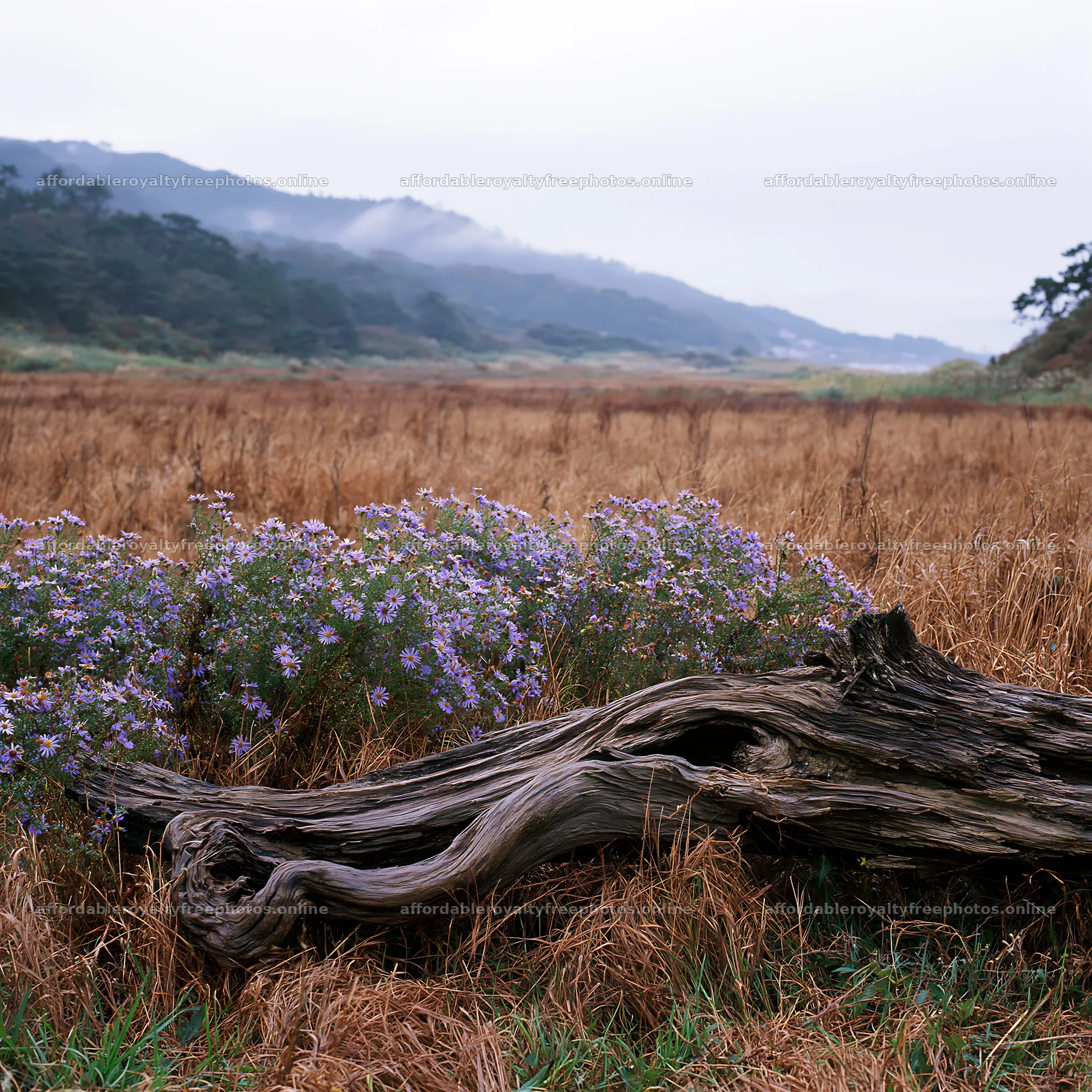 Wakayama autumn meadow weathered wood foreground – royalty-free photos 7938x7938
