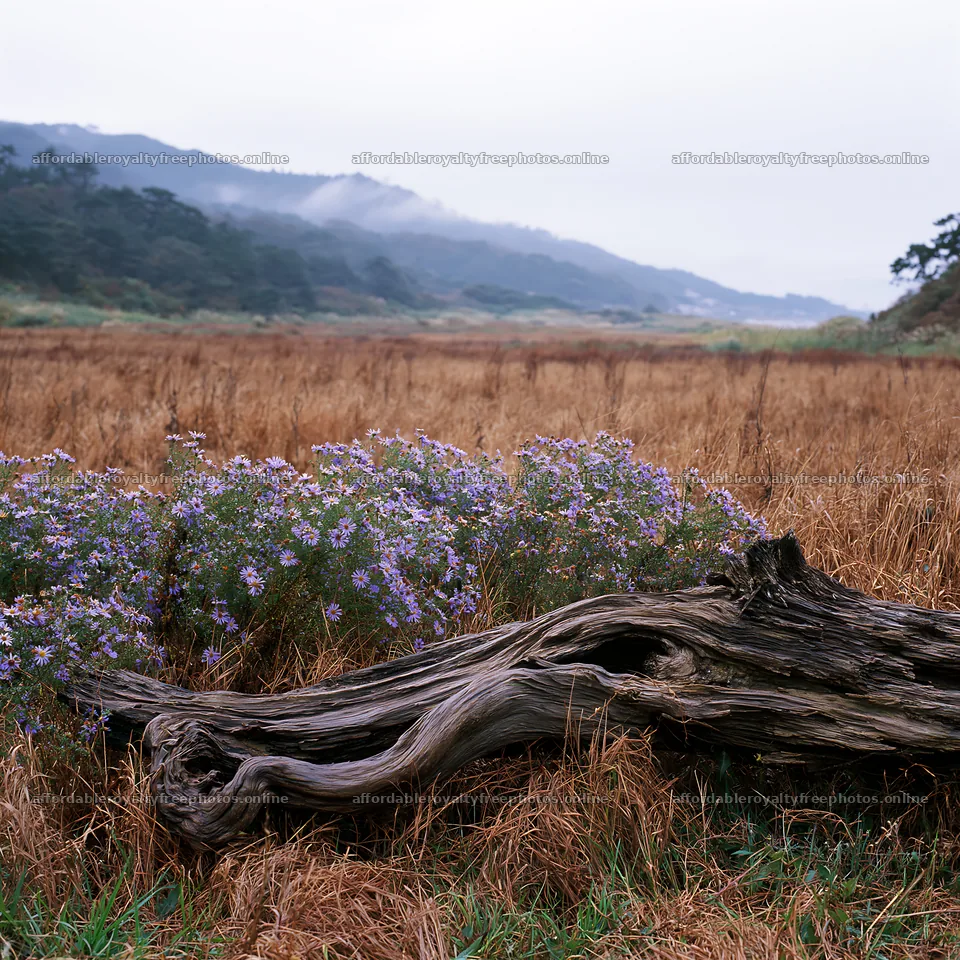 Wakayama autumn meadow weathered wood foreground – royalty-free photos 7938x7938