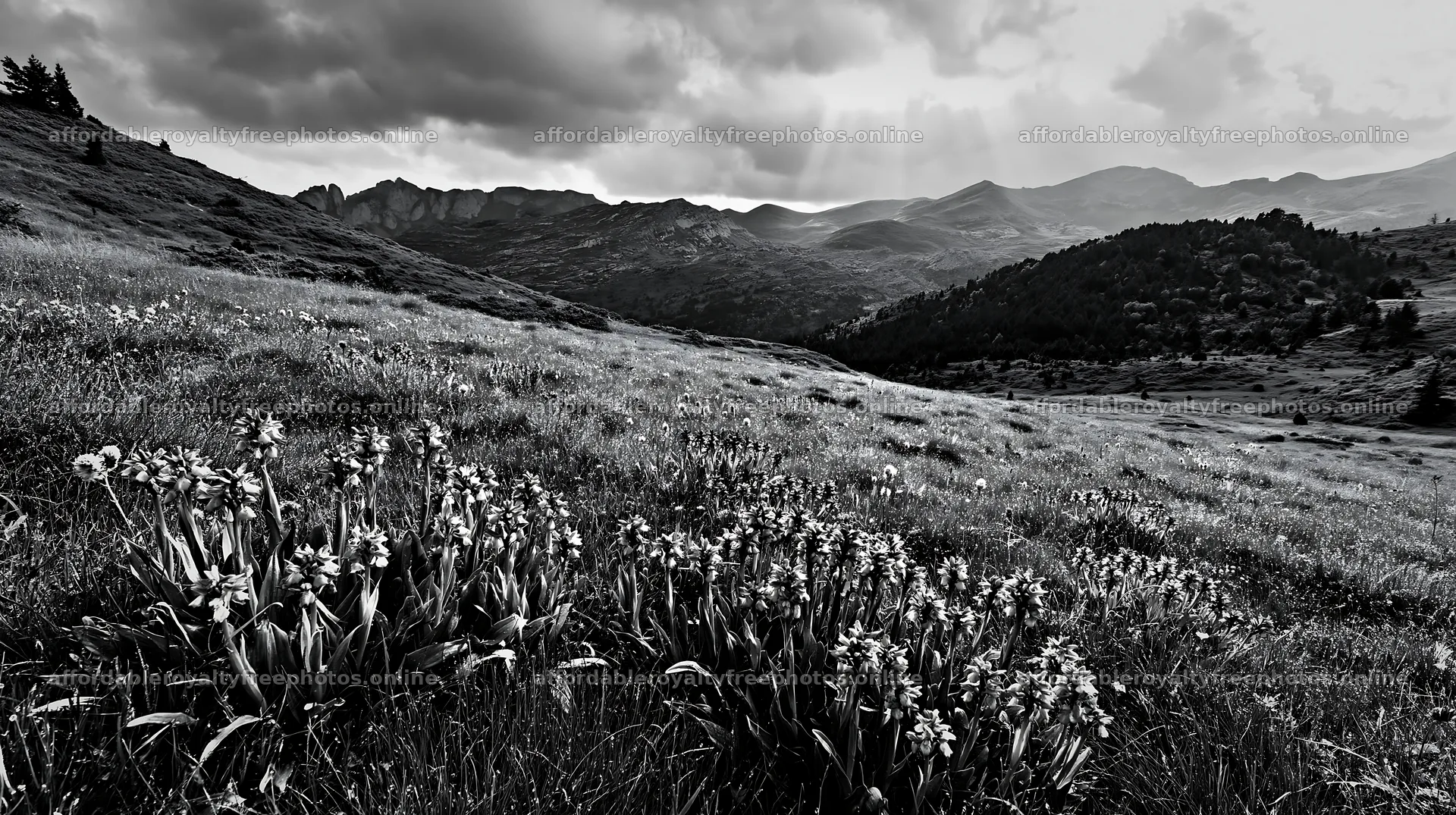 Colorful orchid meadow under cloudy sky with distant – royalty-free photos 10608x5938