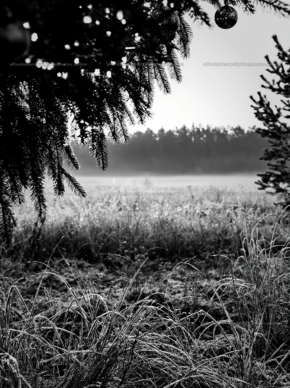 Open winter meadow with decorations in the morning light – royalty-free photos 6866x9174