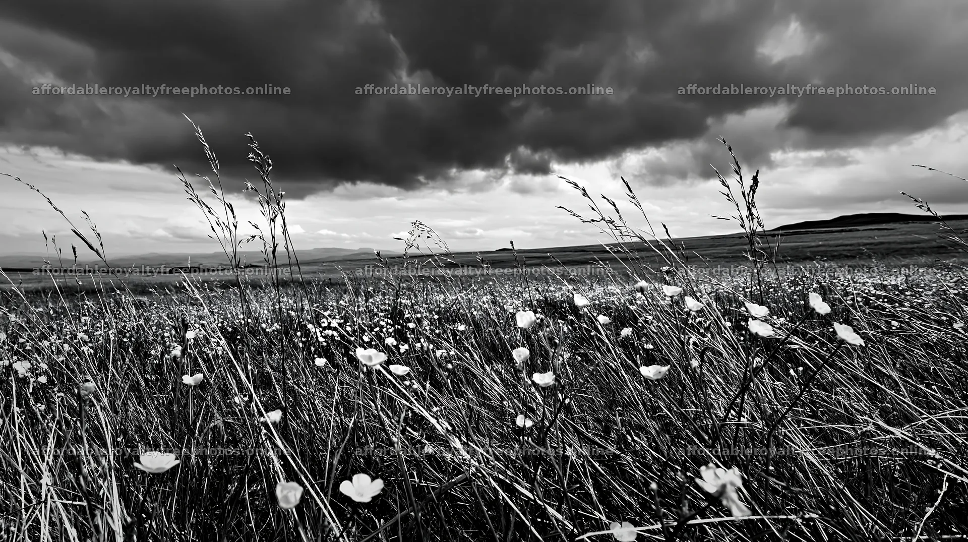 Buttercup meadow under cloudy sky with distant hills – royalty-free photos 10608x5938