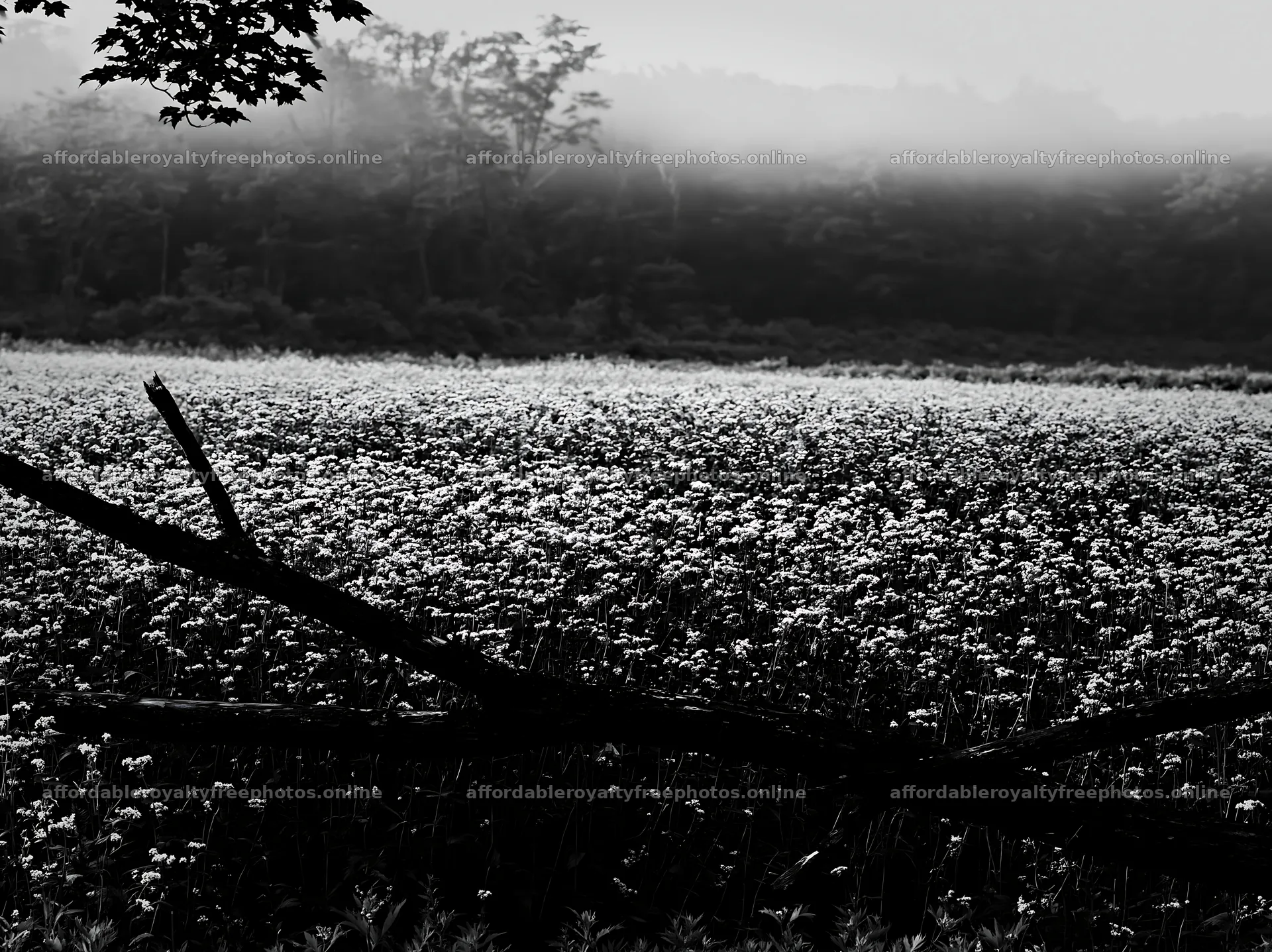 Yamagata rewilded meadow fallen branch foreground – royalty-free photos 9174x6866