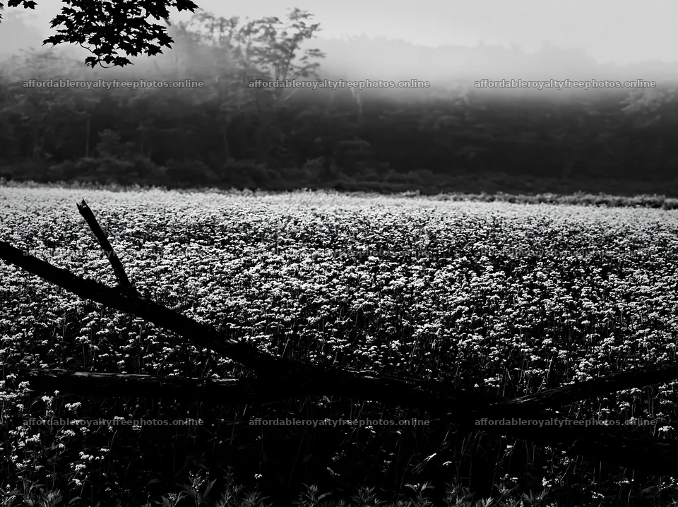 Yamagata rewilded meadow fallen branch foreground – royalty-free photos 9174x6866