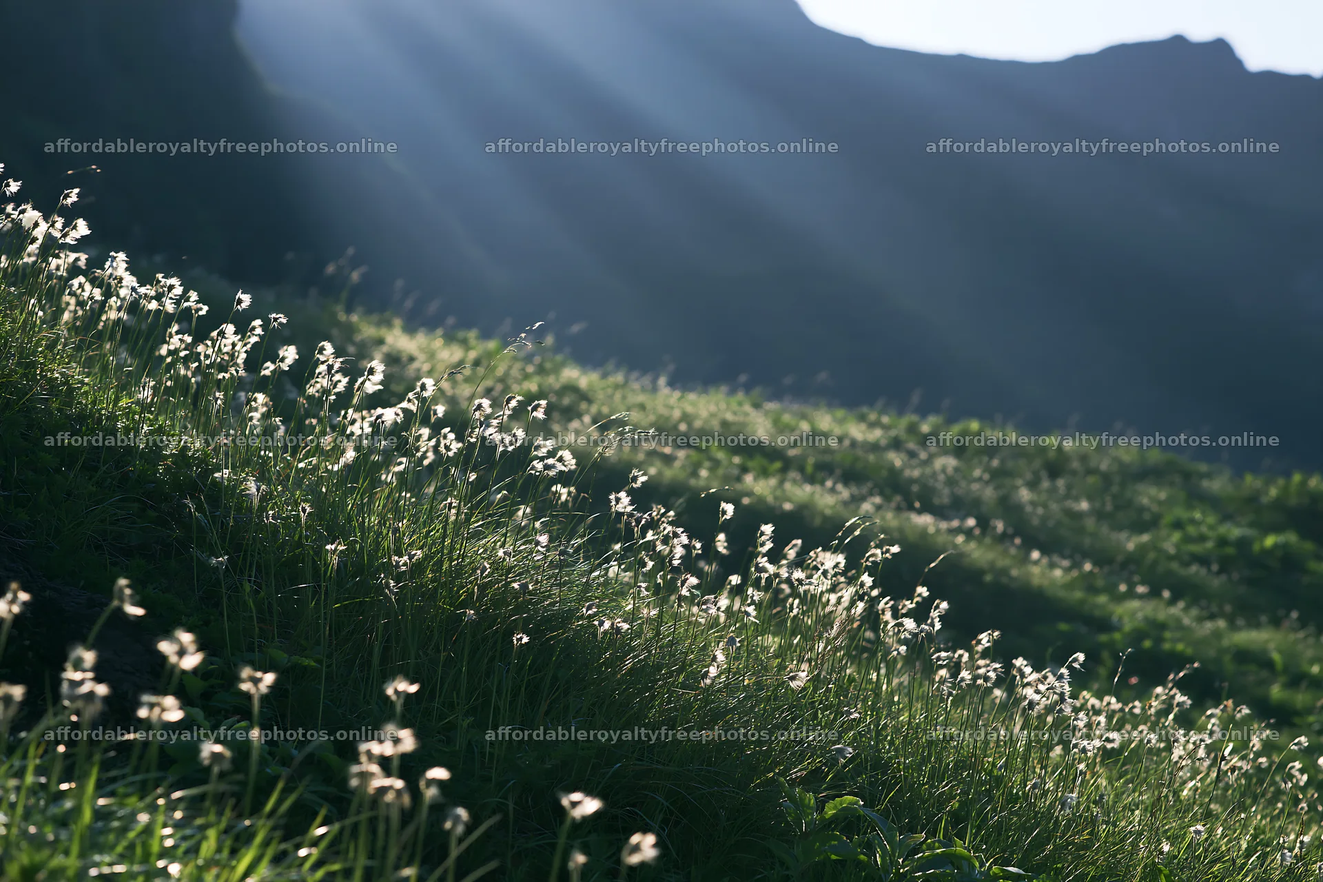 Daisetsuzan alpine meadow with light rays through grass – royalty-free photos 9722x6480