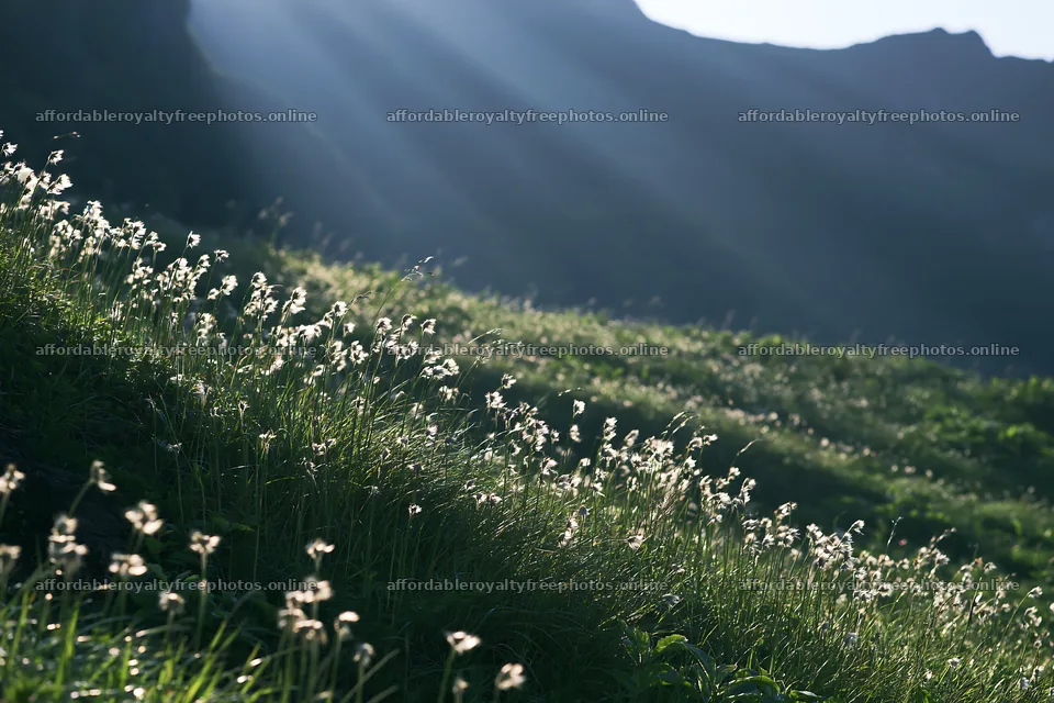 Daisetsuzan alpine meadow with light rays through grass – royalty-free photos 9722x6480