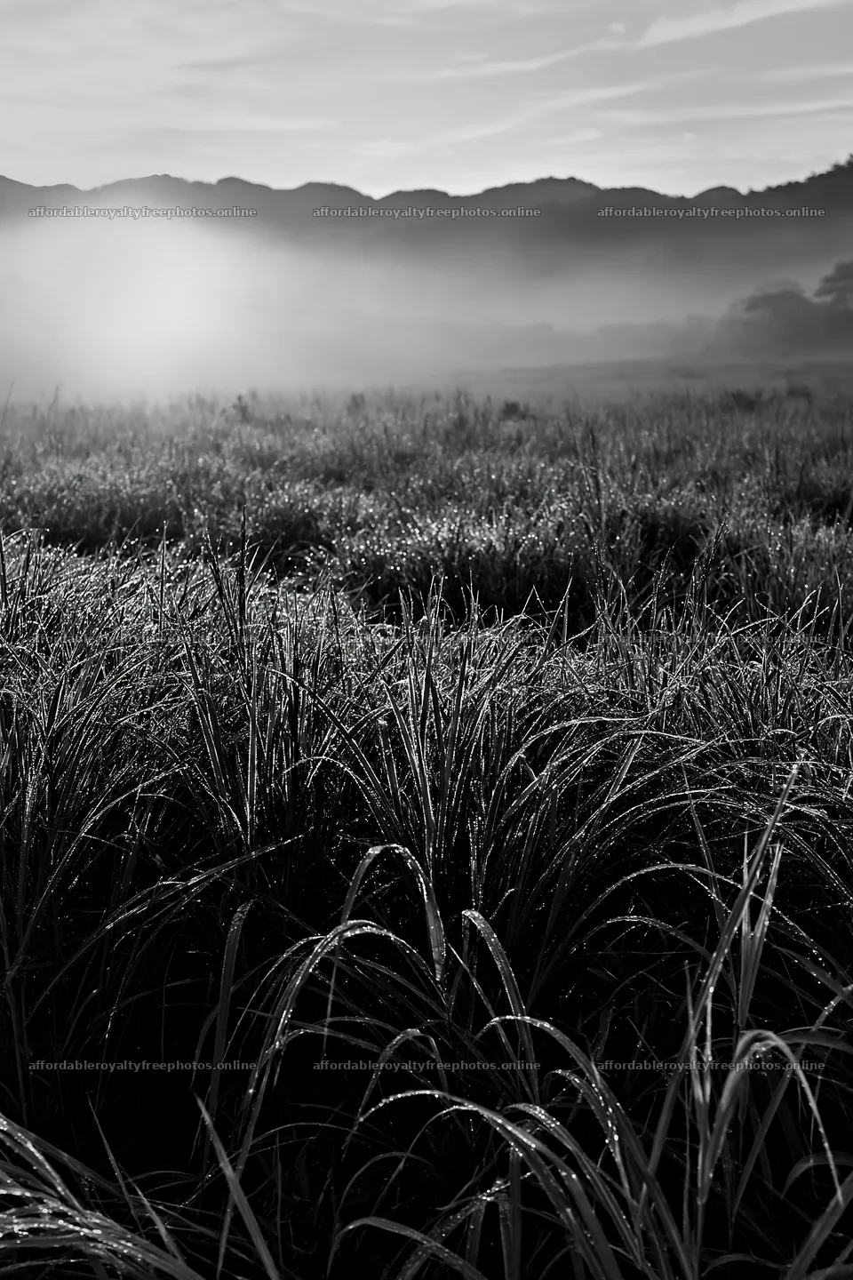 Miyazaki meadow at sunrise with dew covered sedges – royalty-free photos 6480x9722
