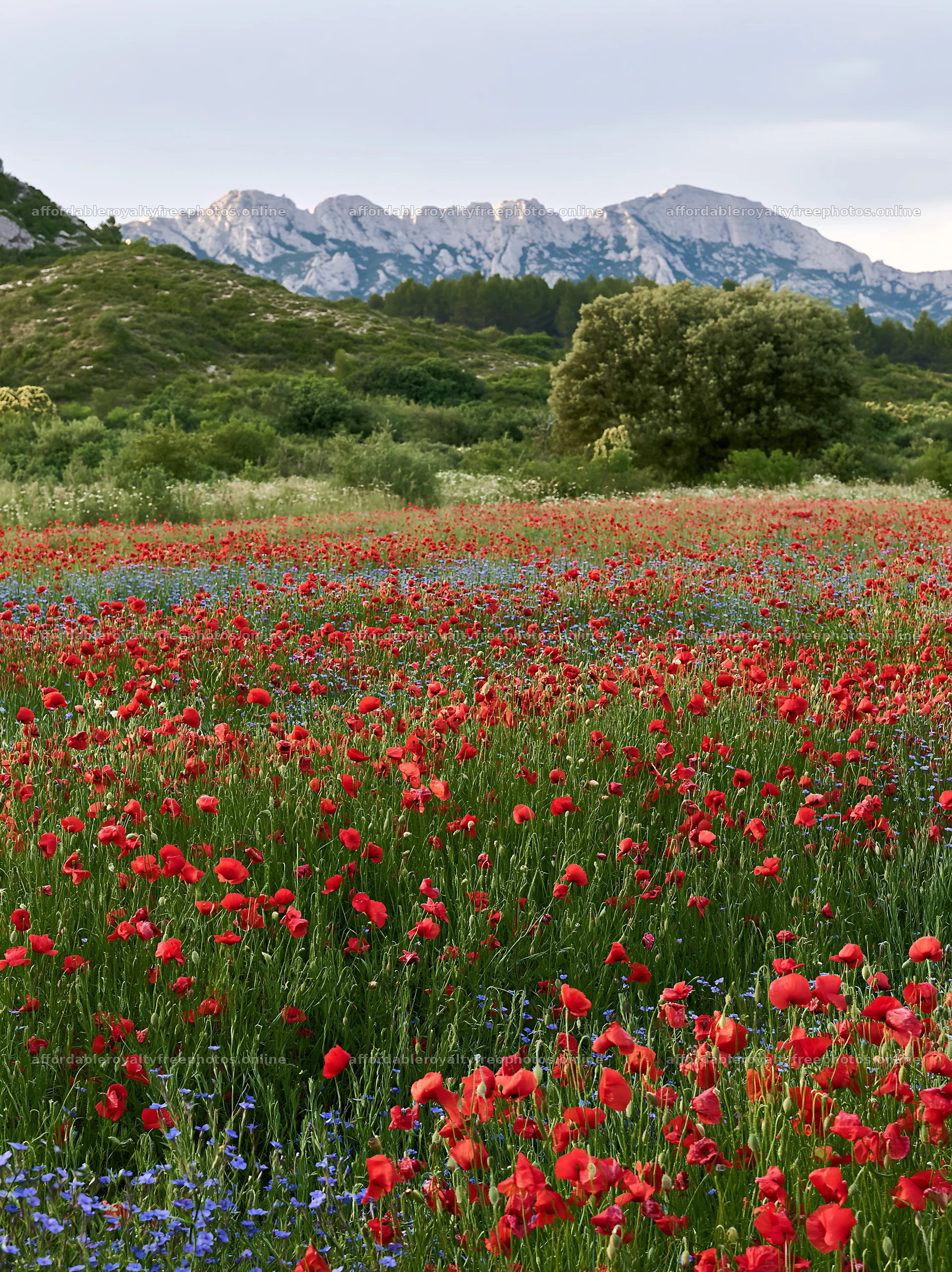 Poppy flax meadow with mountains in the background – royalty-free photos 6866x9174