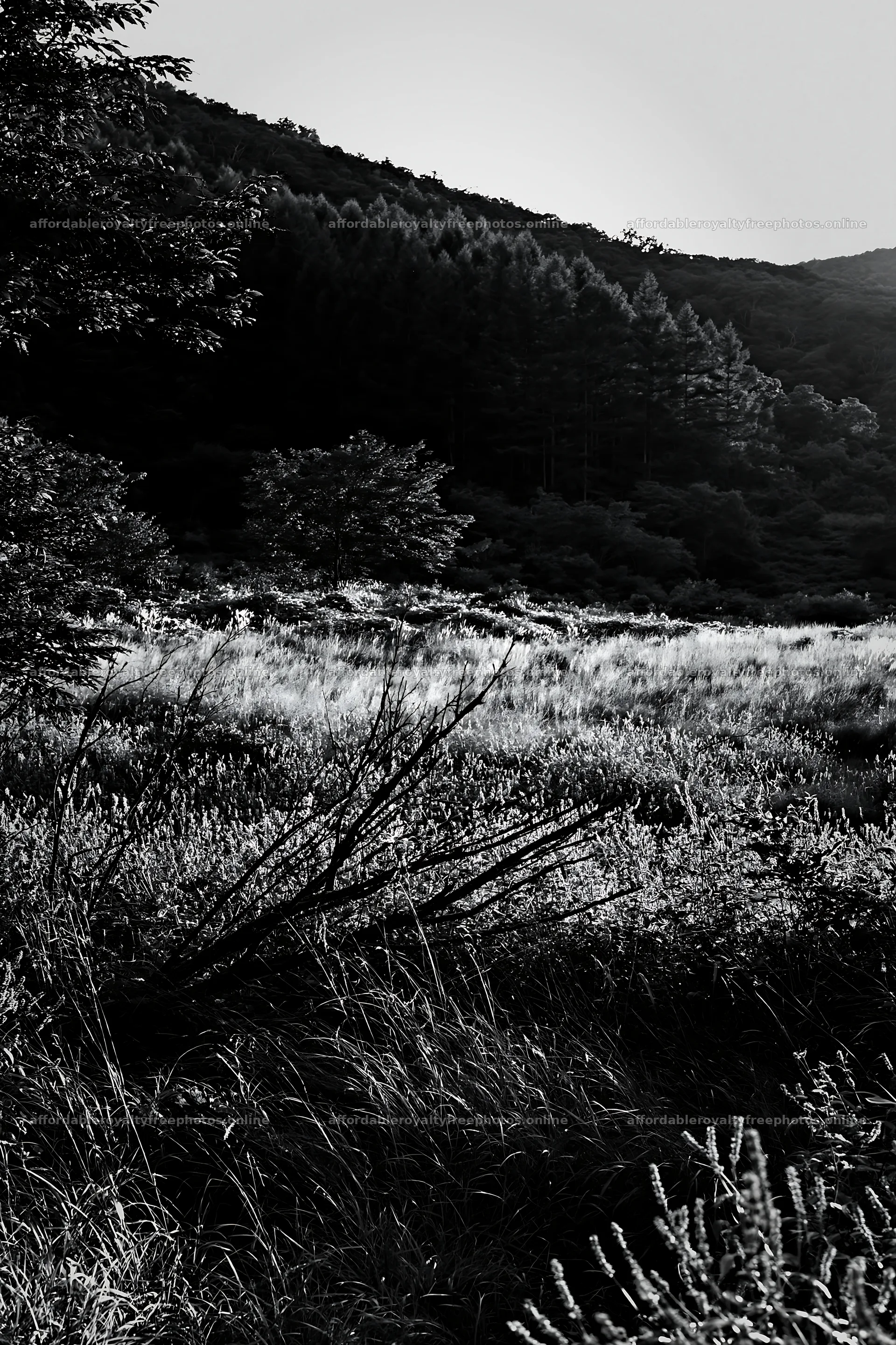 Yamagata rewilded meadow with fallen branch in foreground – royalty-free photos 6480x9722