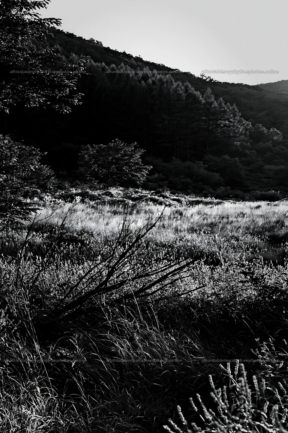 Yamagata rewilded meadow with fallen branch in foreground – royalty-free photos 6480x9722