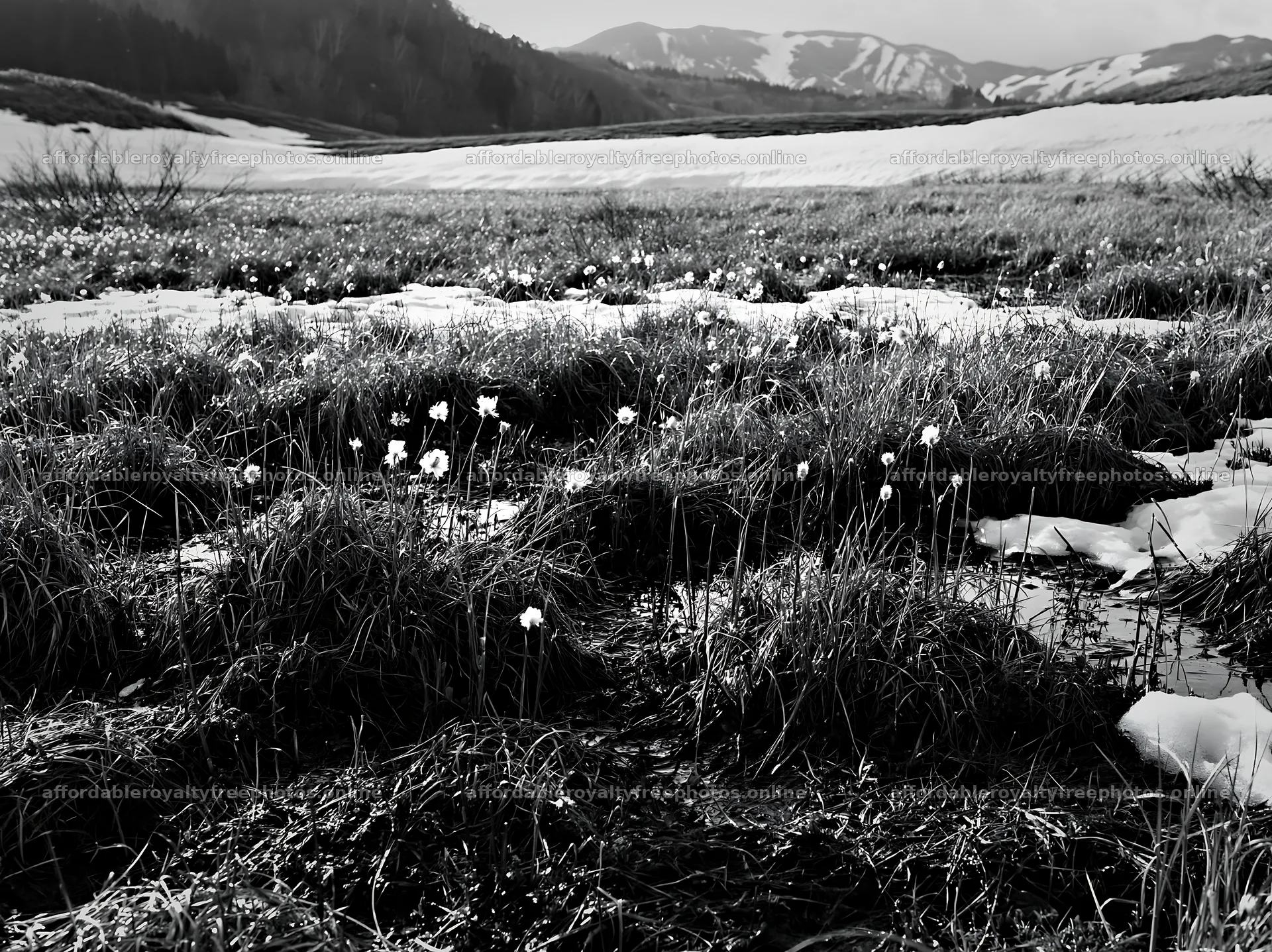Akita snowmelt meadow with silver grasses in the – royalty-free photos 9174x6866