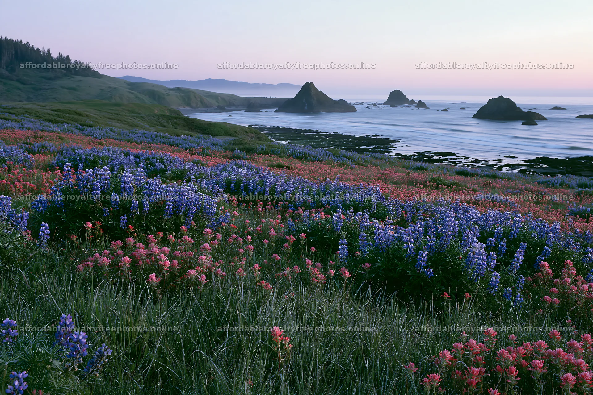 Beachside flower meadow with colorful blooms and ocean – royalty-free photos 9722x6480
