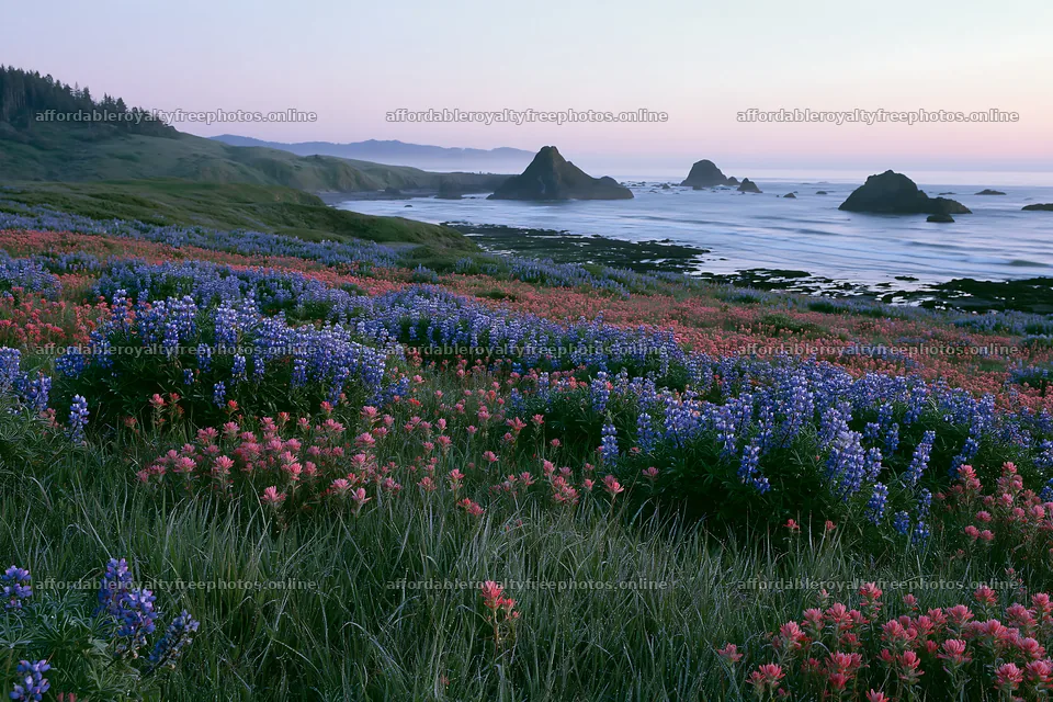 Beachside flower meadow with colorful blooms and ocean – royalty-free photos 9722x6480