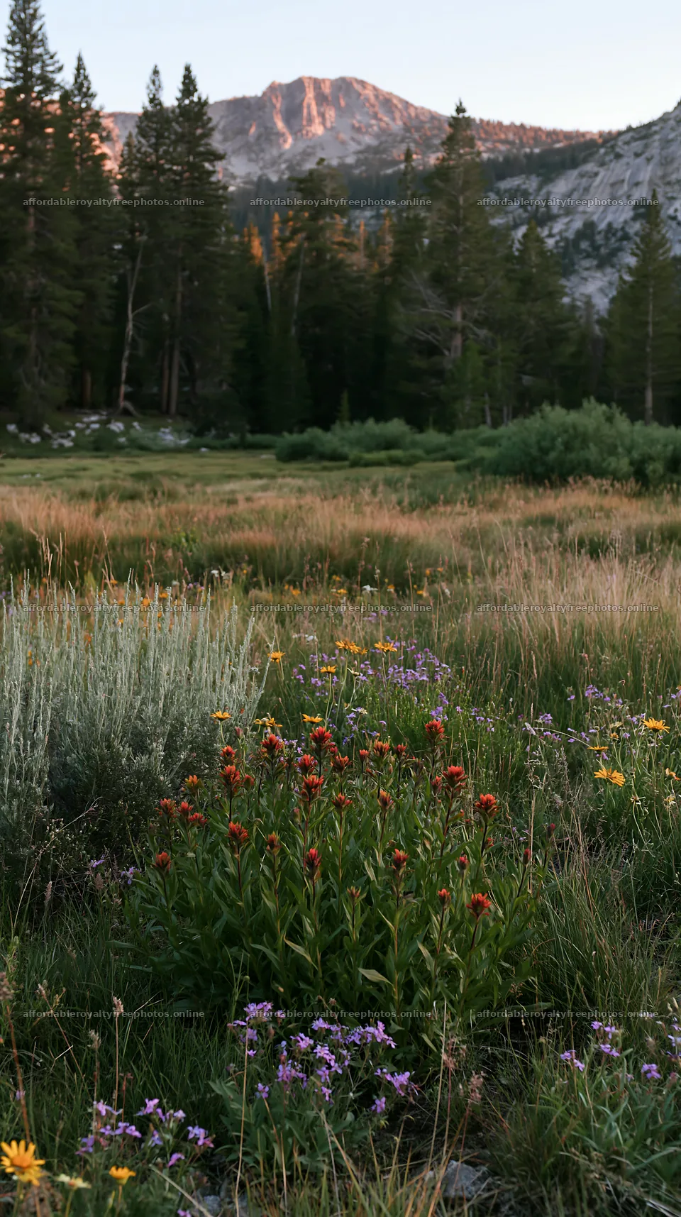 Tall grass meadow with wildflowers at sunset – royalty-free photos 5938x10608