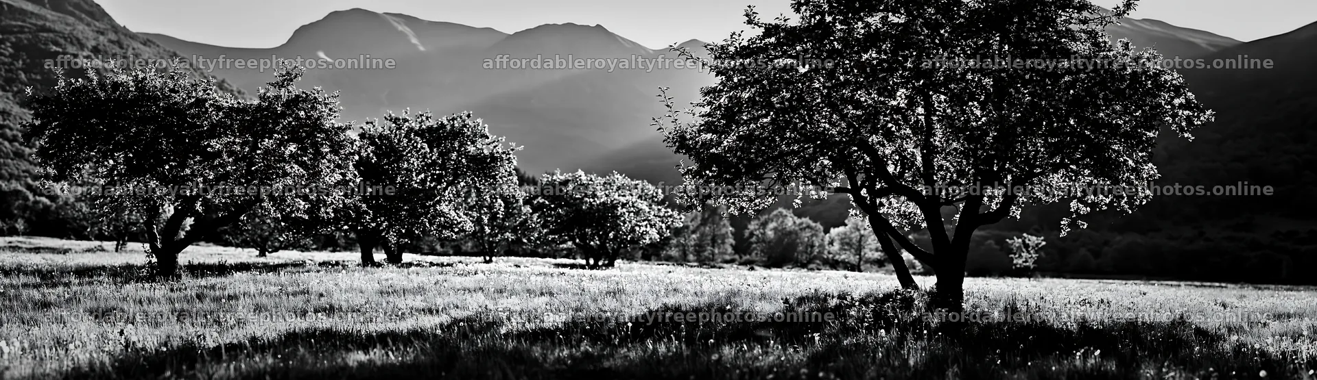 Highland apple meadow with trees in black and white – royalty-free photos 14762x4268