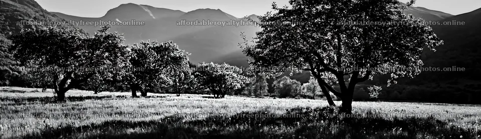 Highland apple meadow with trees in black and white – royalty-free photos 14762x4268