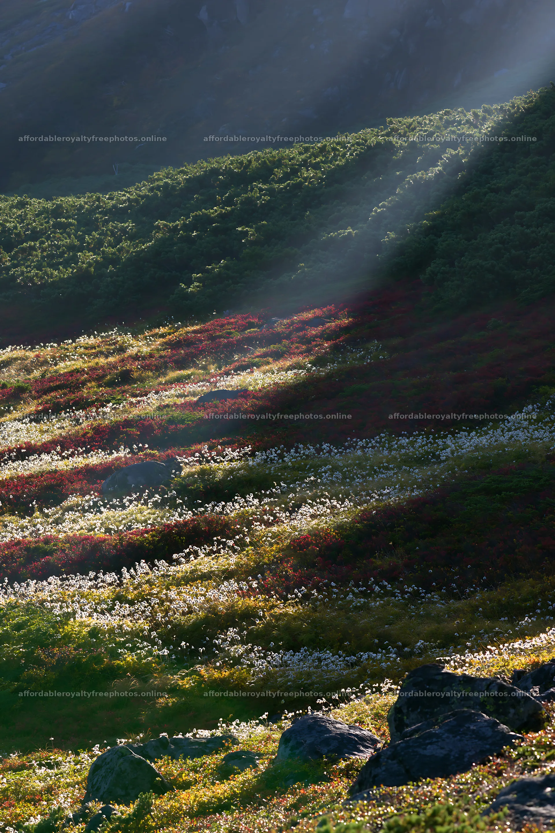 Light rays over Daisetsuzan alpine meadow in Japan – royalty-free photos 6480x9722