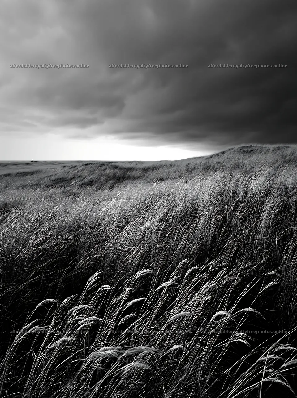 Tottori windy meadow with dune grasses under a cloudy sky – royalty-free photos 6866x9174