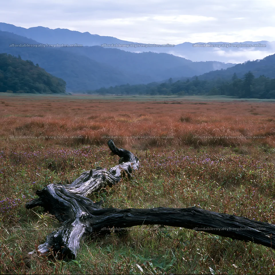 Wakayama autumn meadow weathered wood in the foreground – royalty-free photos 7938x7938