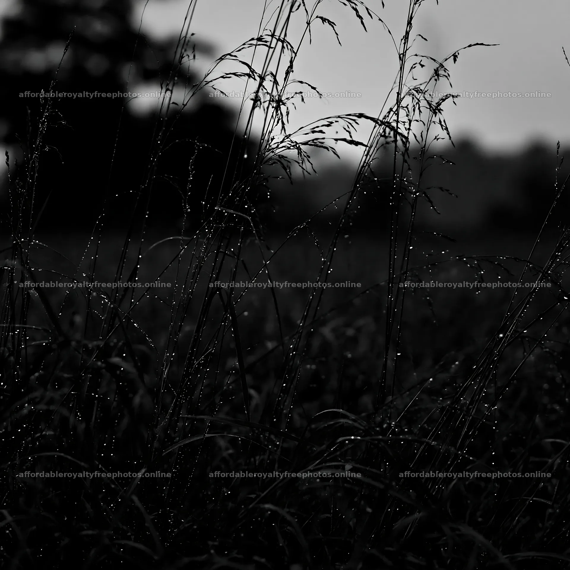Kochi monsoon meadow with beaded grasses under gray sky – royalty-free photos 7938x7938