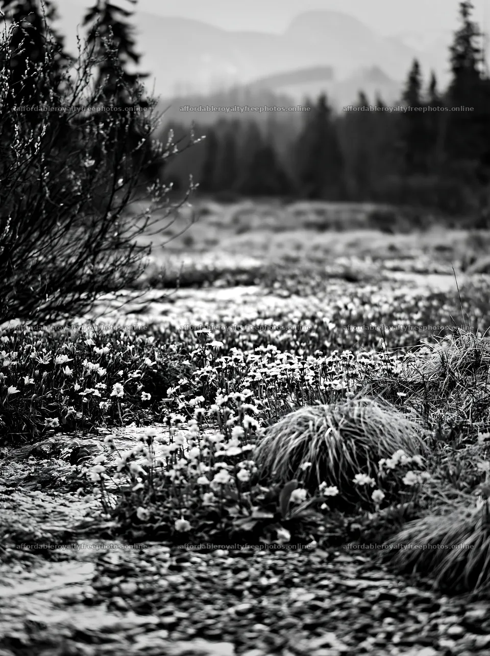 Spring snowmelt in Tatra mountains meadow with blooming – royalty-free photos 6866x9174