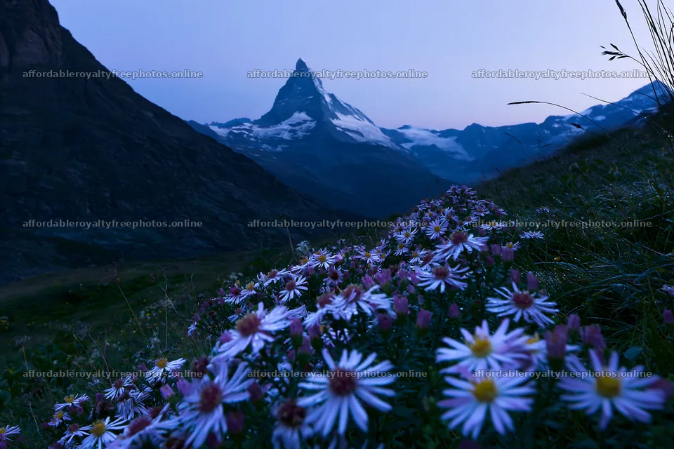 Matterhorn mountain with alpine wildflowers at dusk – royalty-free photos 9722x6480