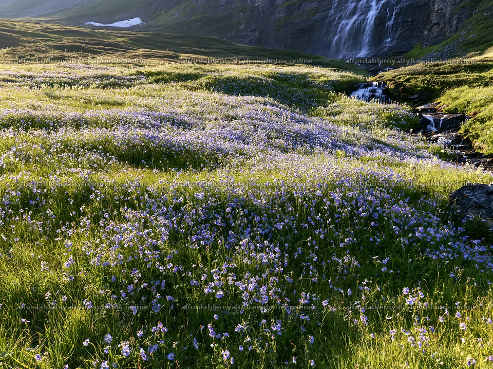 Wildflower meadow beneath cascading falls in a natural – royalty-free photos 9174x6866