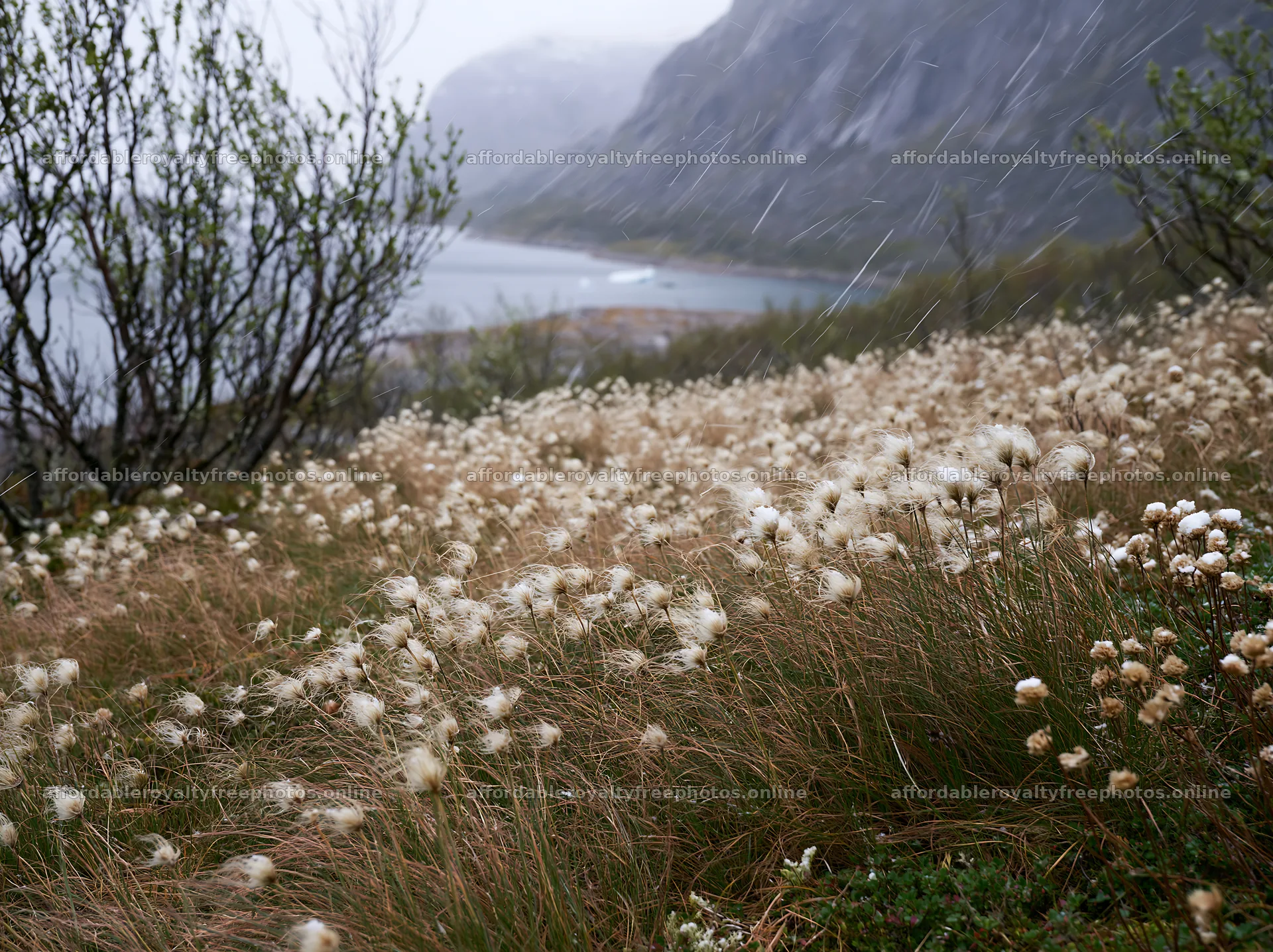 Meadow with seedheads near a lake in a rainy landscape – royalty-free photos 9174x6866