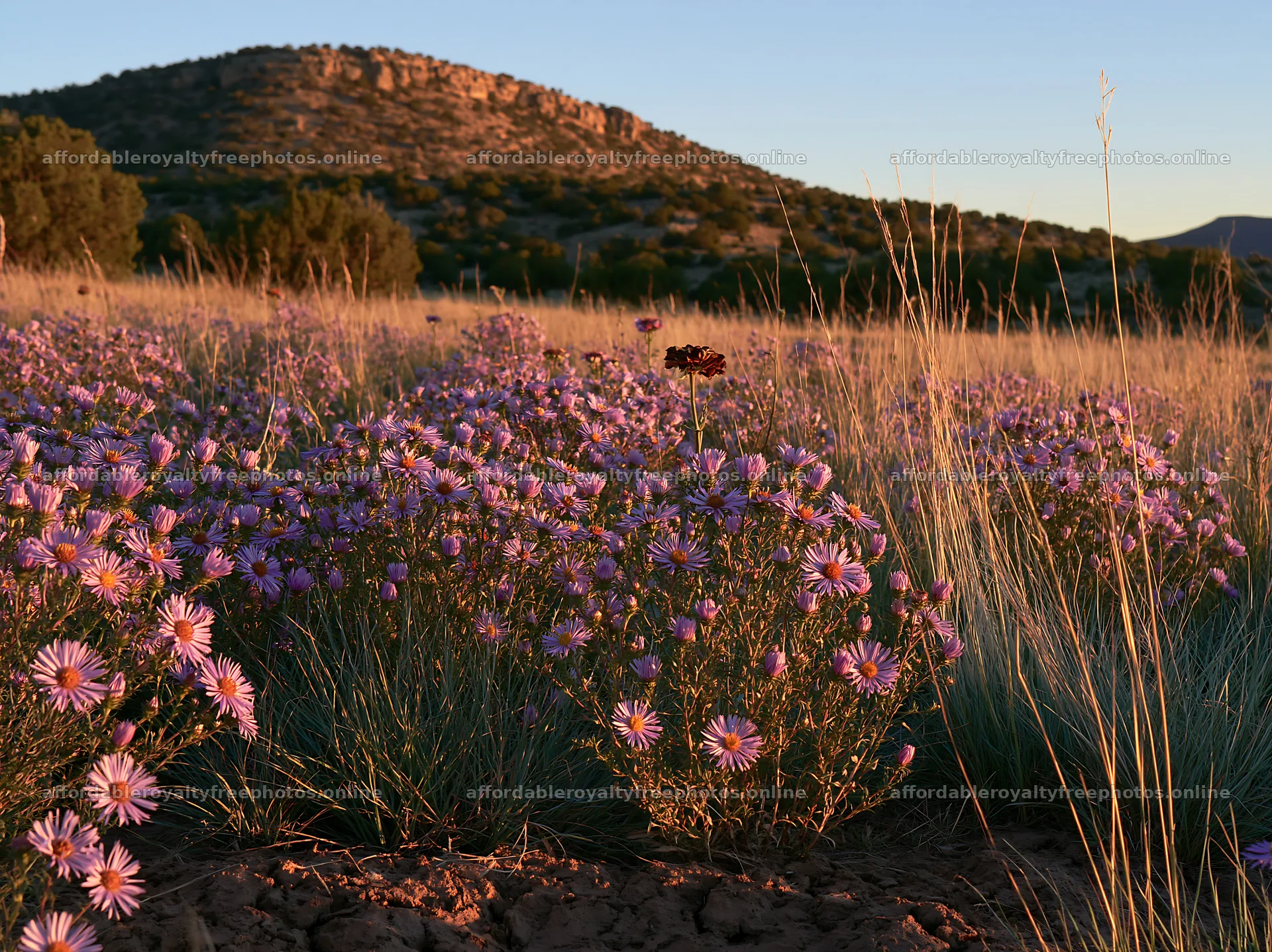 Drought-tolerant meadow with blooming wildflowers at – royalty-free photos 9174x6866