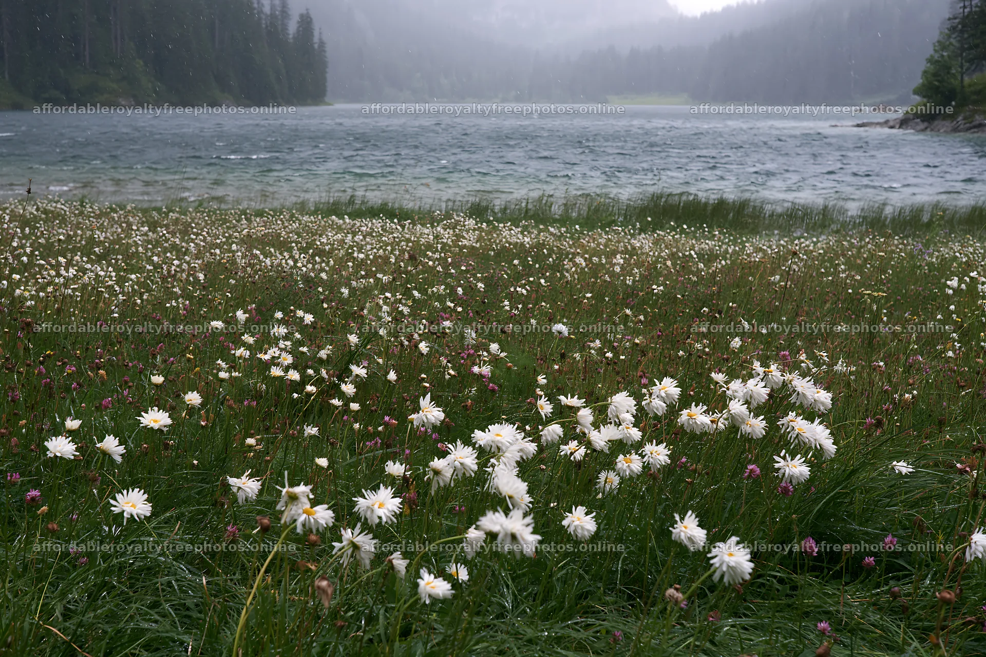 Snowy lakeside meadow with flowers in rainy weather – royalty-free photos 9722x6480