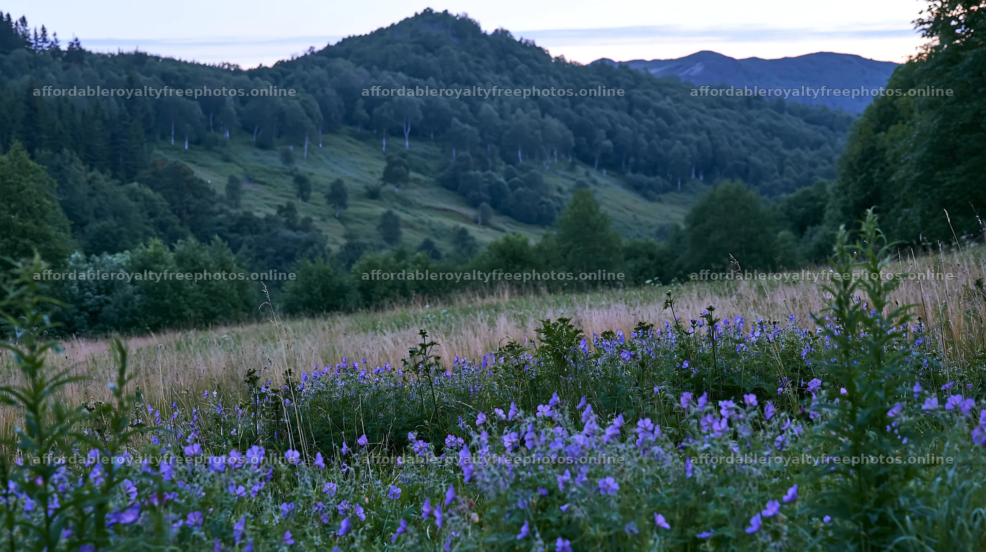 Meadow with purple flowers near hills in early evening – royalty-free photos 10608x5938