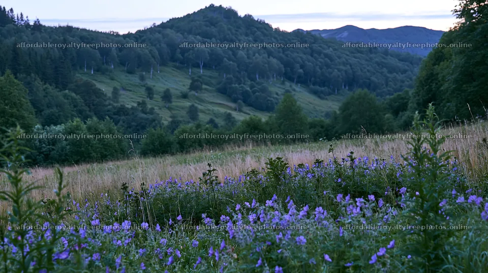 Meadow with purple flowers near hills in early evening – royalty-free photos 10608x5938