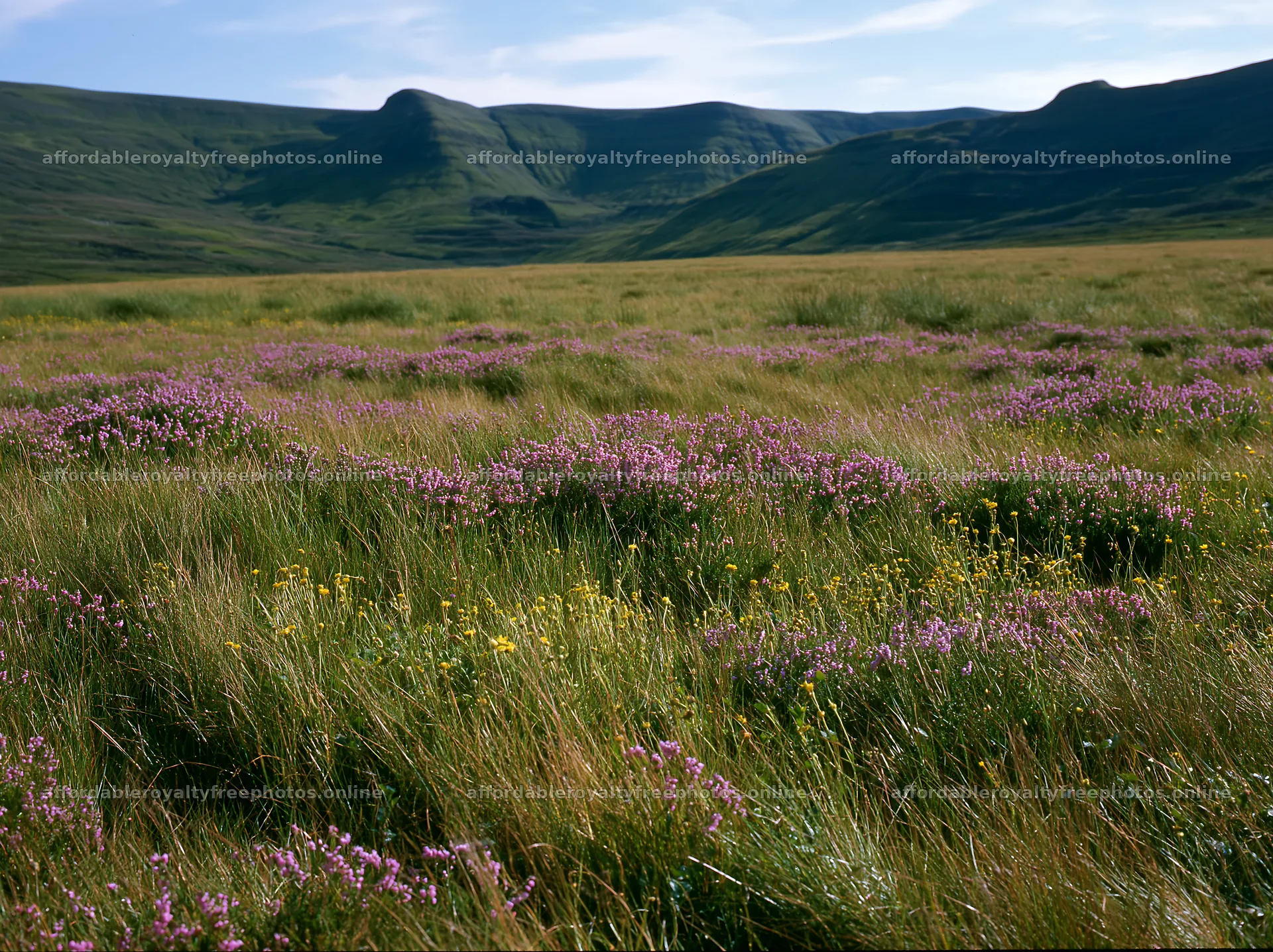 Meadow with wildflowers and distant hills in bright – royalty-free photos 9174x6866