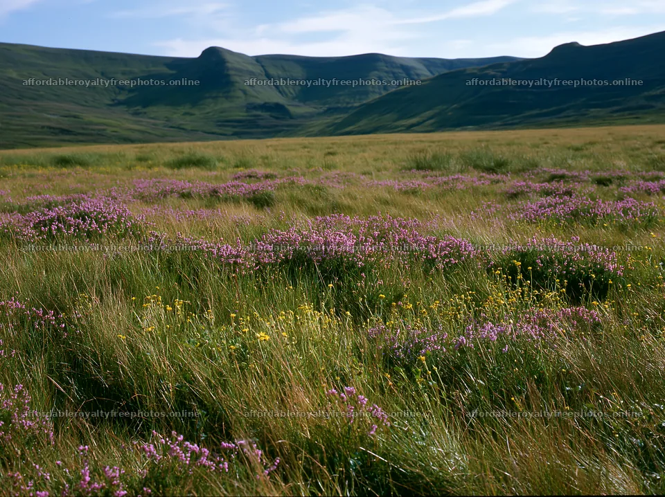 Meadow with wildflowers and distant hills in bright – royalty-free photos 9174x6866
