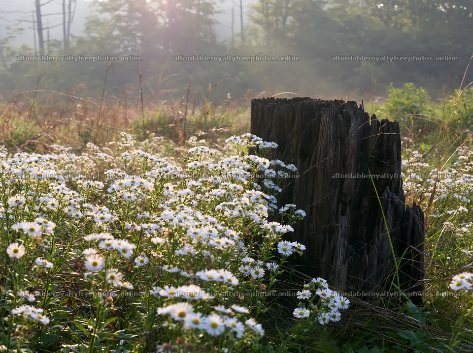 Fukushima native meadow with weathered stump and – royalty-free photos 9174x6866