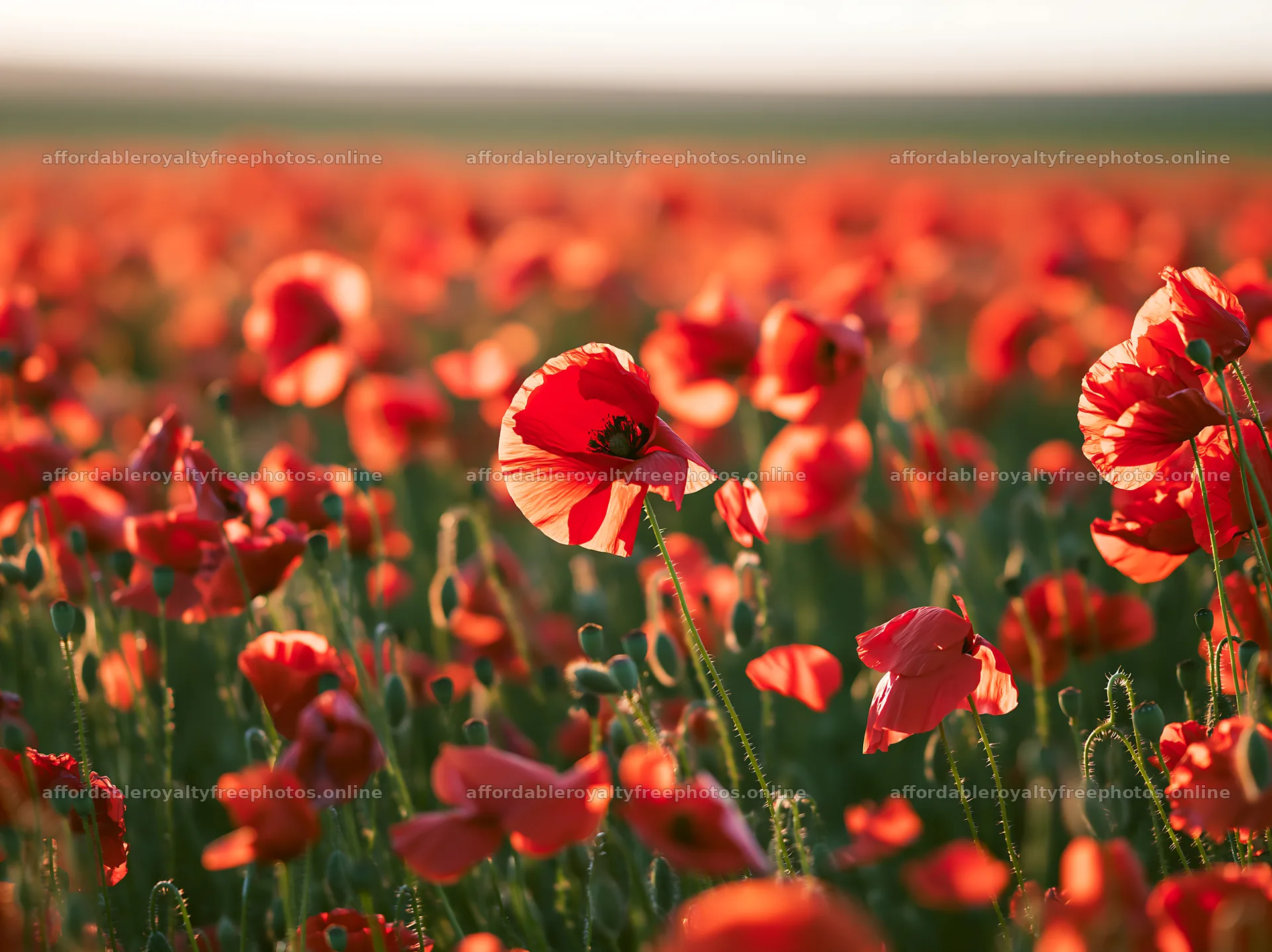 Colorful poppy meadow in full bloom during sunny weather – royalty-free photos 9174x6866