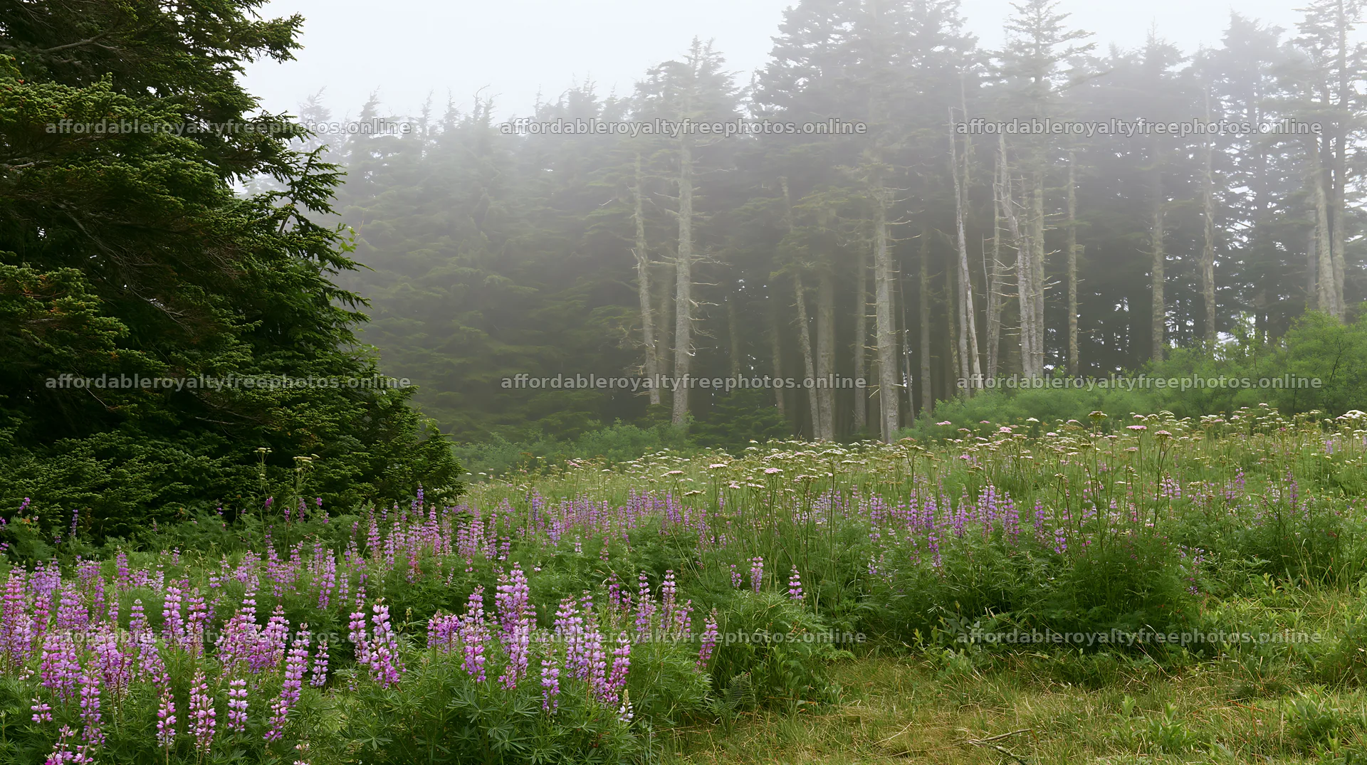Misty forest meadow with wildflowers and trees – royalty-free photos 10608x5938