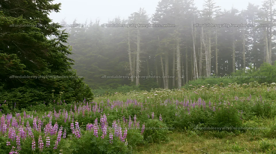 Misty forest meadow with wildflowers and trees – royalty-free photos 10608x5938